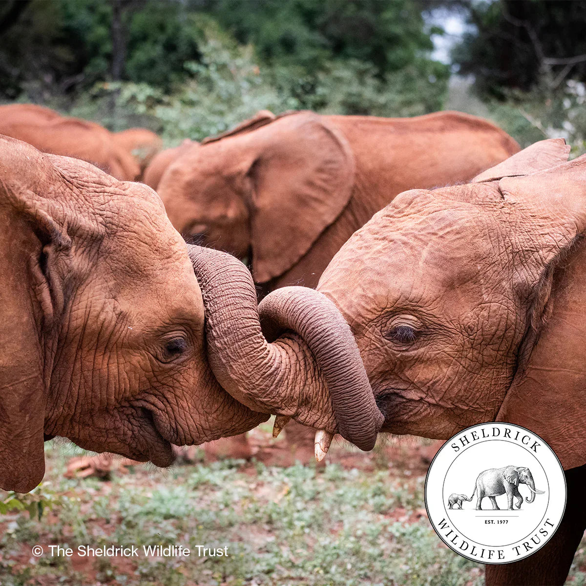 Baby Elephant Conservation Mini Pouch