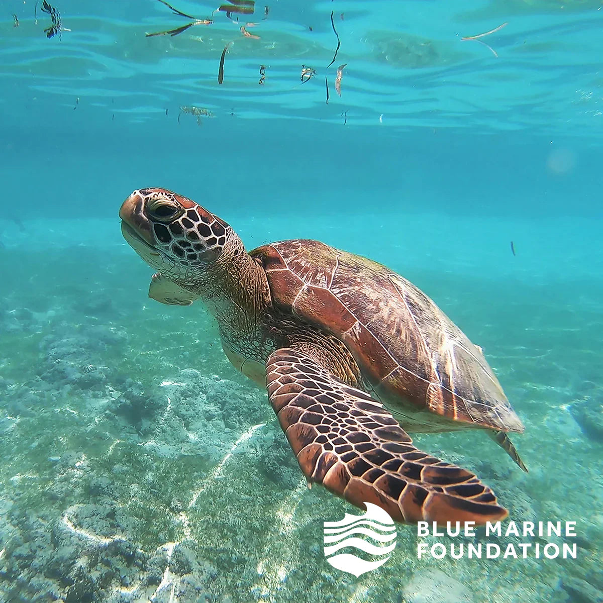 Turtle Conservation Everyday Pouch